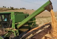 Campaña sojera podría cerrar con récord de más de 10 millones de toneladas, estima Capeco