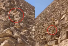 El perrito que sorprendió al mundo en la cima de la Pirámide de Giza en Egipto, logró bajar solito de las alturas