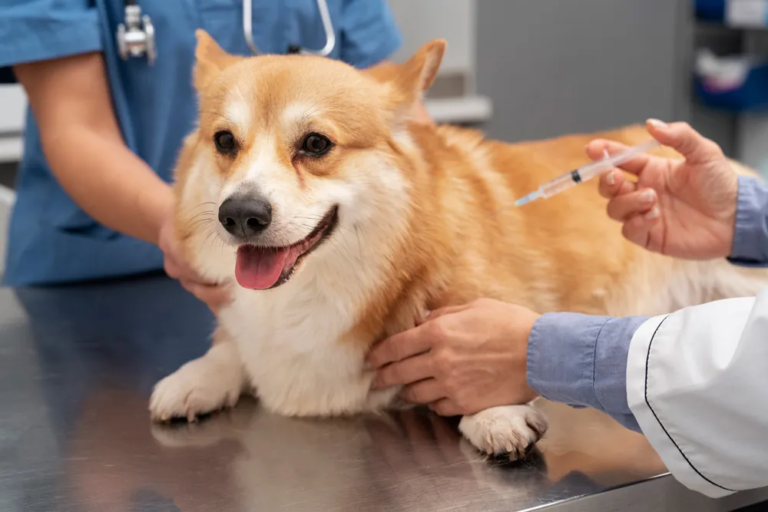 Chile lanzó una vacuna reversible calificada como la primera de su tipo que esteriliza a los perros durante un año: se espera que se venda en varias decenas de países