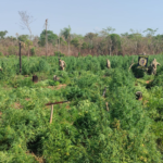 Senad destruye más de 56 toneladas de marihuana en dos operativos en San Pedro y Canindeyú