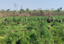 Senad destruye más de 56 toneladas de marihuana en dos operativos en San Pedro y Canindeyú