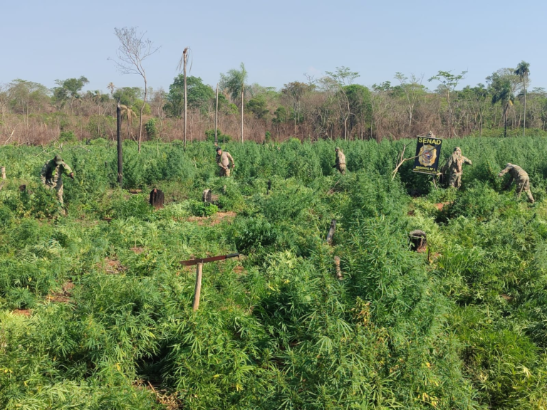 Senad destruye más de 56 toneladas de marihuana en dos operativos en San Pedro y Canindeyú Senad destruye más de 56 toneladas de marihuana en dos operativos en San Pedro y Canindeyú
