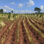 Sesameros apuntarán a dar el gran salto en la nueva zafra 2024/25