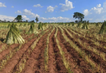 Sesameros apuntarán a dar el gran salto en la nueva zafra 2024/25