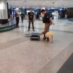 Can antidrogas impide que hombre viaje a Madrid con casi 5 kilos de cocaína