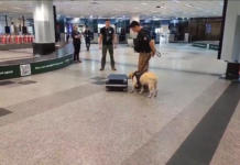 Can antidrogas impide que hombre viaje a Madrid con casi 5 kilos de cocaína