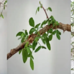 Resucitan planta bíblica con propiedades medicinales a partir de una semilla de 1.000 años de antigüedad