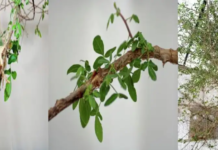 Resucitan planta bíblica con propiedades medicinales a partir de una semilla de 1.000 años de antigüedad