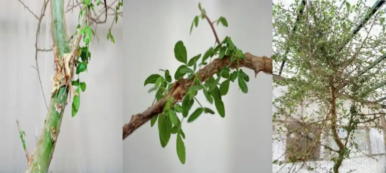 Resucitan planta bíblica con propiedades medicinales a partir de una semilla de 1.000 años de antigüedad