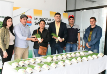 Yacyretá apoya agricultura familiar con entrega de plantines de cebolla en Ñeembucú y Misiones
