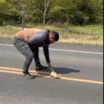 Intentó rescatar a un lagarto herido en medio de la ruta y fue atropellado