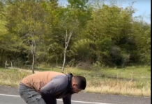 Intentó rescatar a un lagarto herido en medio de la ruta y fue atropellado