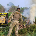 SENAD sacó de circulación más 33.000 kilos de marihuana en Bella Vista Norte