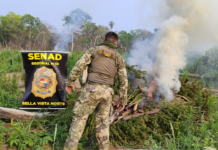 SENAD sacó de circulación más 33.000 kilos de marihuana en Bella Vista Norte