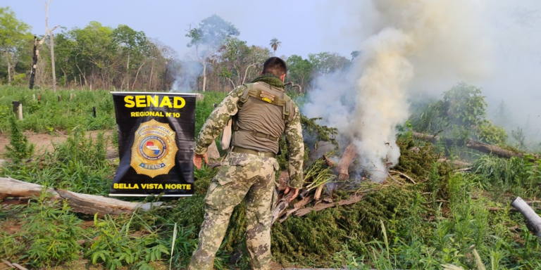 SENAD sacó de circulación más 33.000 kilos de marihuana en Bella Vista Norte