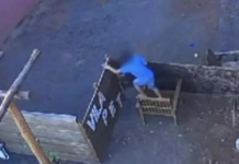 Conmoción en Brasil: niño ingresó a una veterinaria y mató a 23 animales