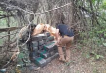 SENAD y FTC incautaron 1 tonelada de Marihuana en San Pedro