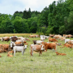 Paraguay produce “carne más sana” que países europeos, dice titular de la Fecoprod