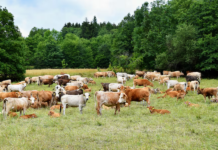 Paraguay produce “carne más sana” que países europeos, dice titular de la Fecoprod