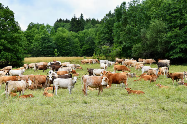 Paraguay produce “carne más sana” que países europeos, dice titular de la Fecoprod