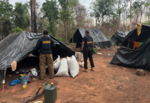 Operativo Cerrojo: golpe al narcotráfico con más de 6 toneladas de marihuana incautadas en Canindeyú