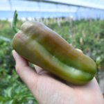 Nueva exportación de frutihortícolas a la Argentina: envían 15.000 kilos de locote