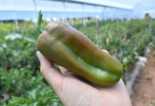 Nueva exportación de frutihortícolas a la Argentina: envían 15.000 kilos de locote