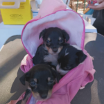 Maltrato animal: Santiago Peña promulga ley que endurece penas