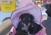 Maltrato animal: Santiago Peña promulga ley que endurece penas