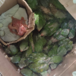 Rescatan a 24 animales silvestres destinados a la comercialización ilegal