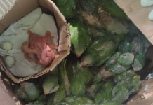 Rescatan a 24 animales silvestres destinados a la comercialización ilegal