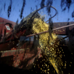 Paraguay y Taiwán buscan avanzar en la comercialización de soja