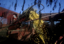 Paraguay y Taiwán buscan avanzar en la comercialización de soja