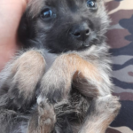 Mujer denuncia a su vecino que habría matado de un balazo a su perro