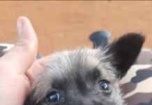 Mujer denuncia a su vecino que habría matado de un balazo a su perro