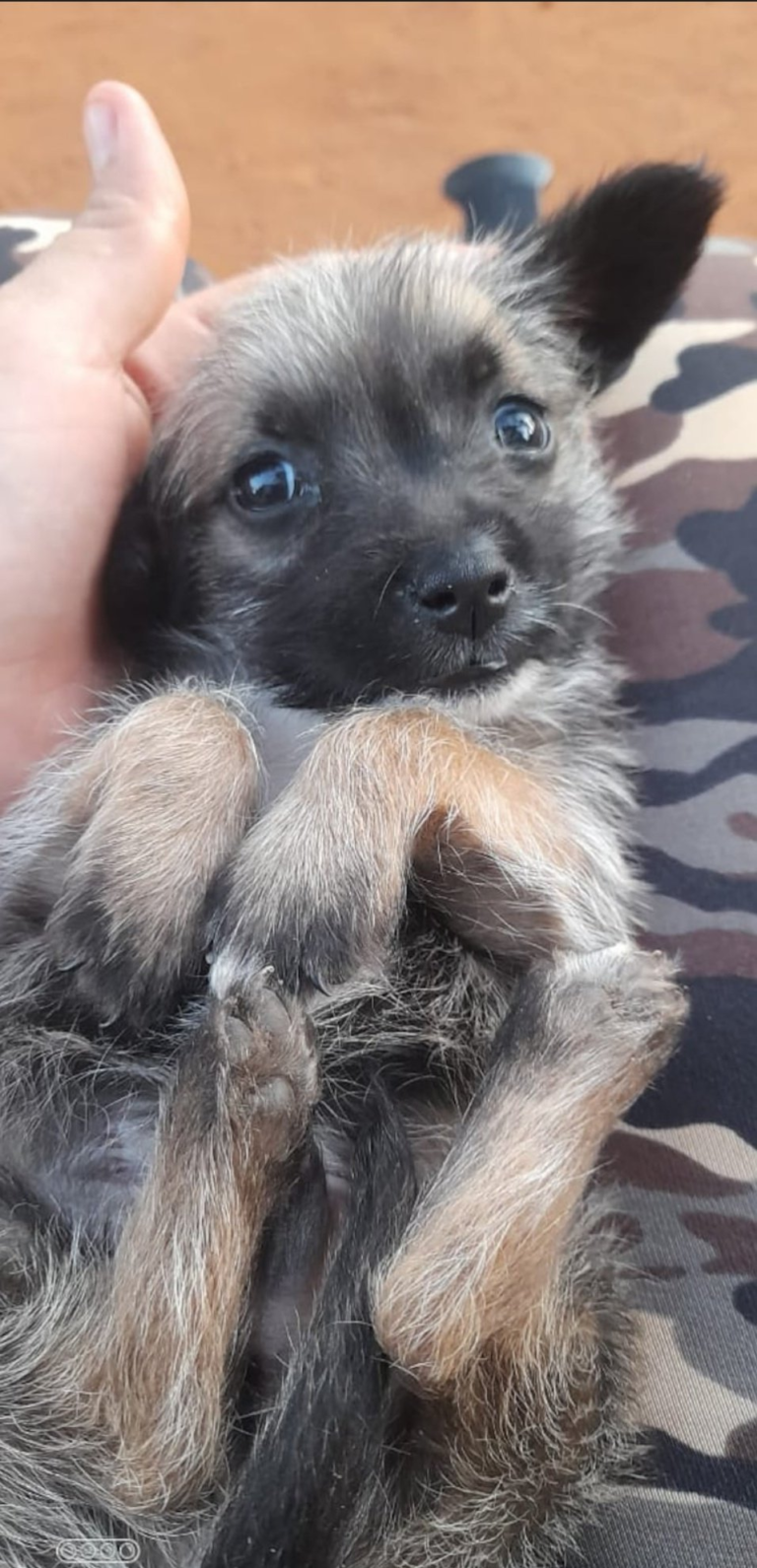Mujer denuncia a su vecino que habría matado de un balazo a su perro
