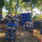 Incautación récord de 57 toneladas de marihuana en operativo conjunto entre Senad y FTC