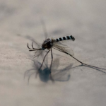 Aumentan notificaciones de casos sospechosos de dengue