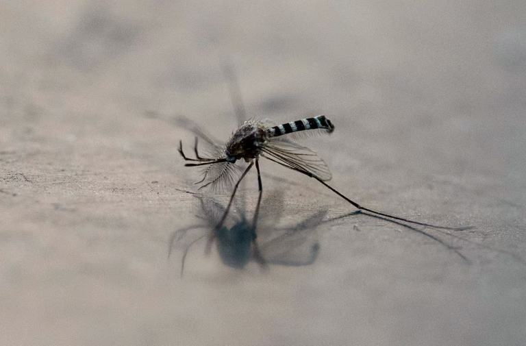 Aumentan notificaciones de casos sospechosos de dengue