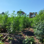 Itapúa: eliminan 33 hectáreas de marihuana en la Reserva San Rafael