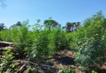 Itapúa: eliminan 33 hectáreas de marihuana en la Reserva San Rafael