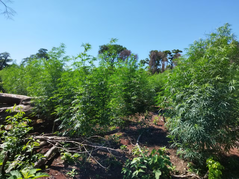 Itapúa: eliminan 33 hectáreas de marihuana en la Reserva San Rafael