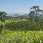 Senad anula 7 hectáreas de marihuana en colonia rural de Yby Yaú