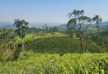 Senad anula 7 hectáreas de marihuana en colonia rural de Yby Yaú
