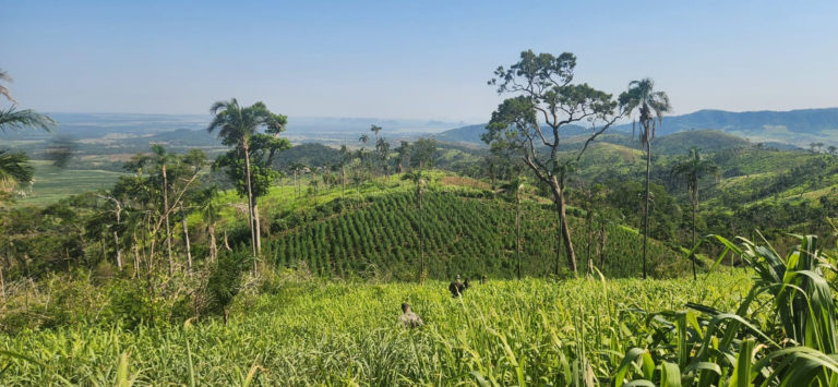 Senad anula 7 hectáreas de marihuana en colonia rural de Yby Yaú Senad anula 7 hectáreas de marihuana en colonia rural de Yby Yaú