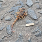 Piden extremar cuidados ante aparición de alacranes por intenso calor