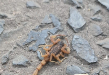 Piden extremar cuidados ante aparición de alacranes por intenso calor