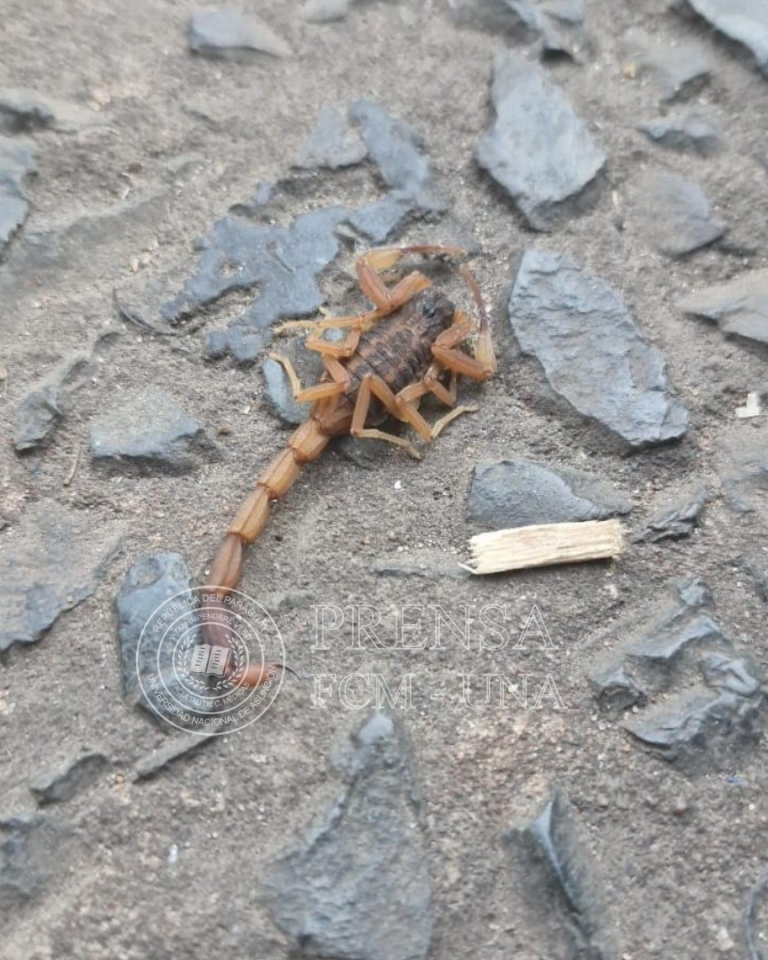 Piden extremar cuidados ante aparición de alacranes por intenso calor