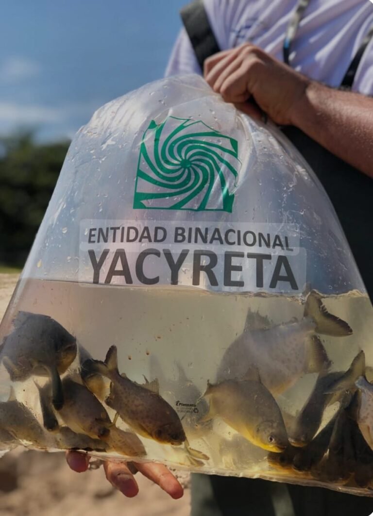 Entidad Binacional Yacyretá Entregará Alevines en Carmen del Paraná para Fortalecer la Economía Local