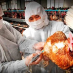 Emiten alerta sanitaria tras confirmación de gripe aviar en Argentina